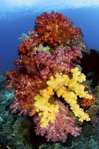 Corals on reef, Irian Jaya, West Papua, Indonesia